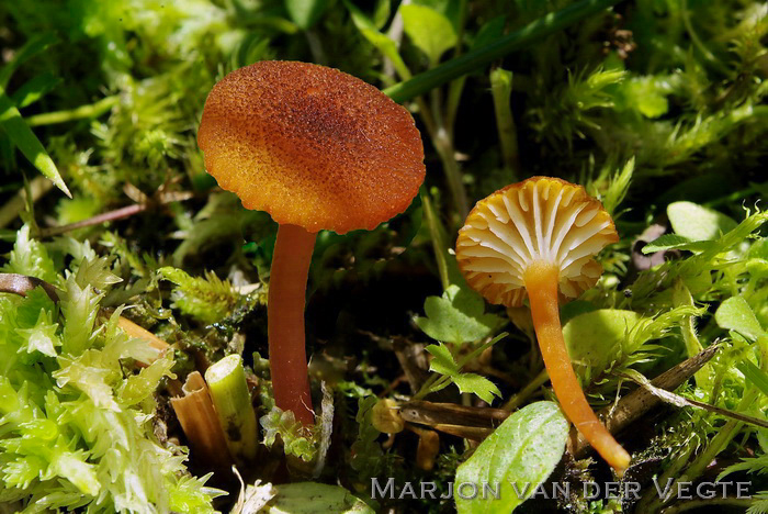 Veenmosvuurzwammetje - Hygrocybe coccineocrenata